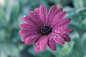 vecteezy_a-close-up-of-a-purple-daisy-flower_1433097