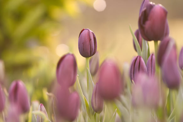 Vecteezy Spring Purple Tulip Flowers In The Garden Sunrise 7485564 922